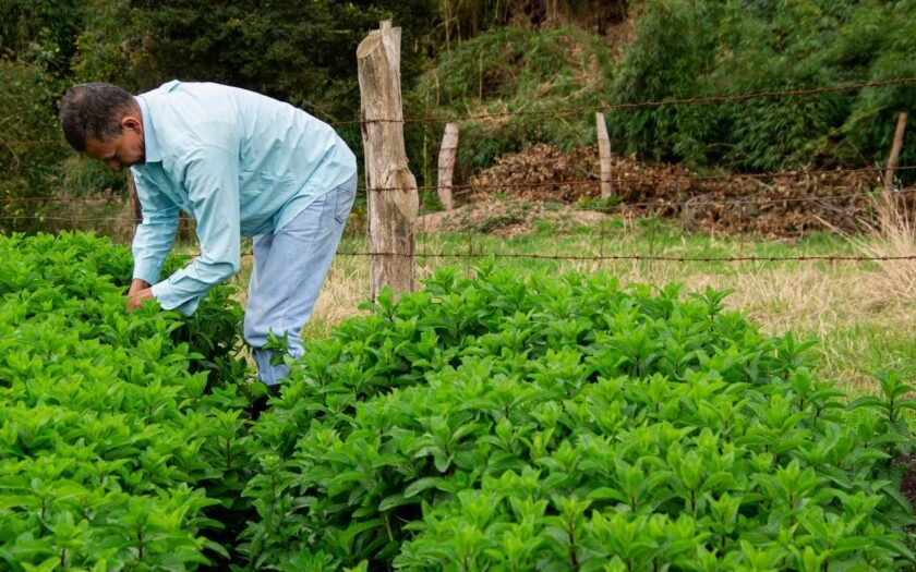 Como o produtor rural decide de qual fornecedor vai comprar